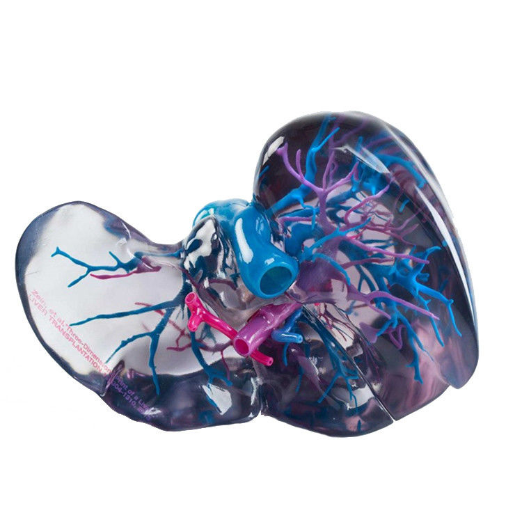 Υλικό RESIN Πλήρης χρωματική 3D εκτύπωση Polyjet Για ιατρικά αρχεία STL πρωτότυπου